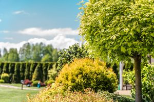 Aménagement avec arbres et buissons(Aménagement paysager Laval) - Entrepeneur général Laval