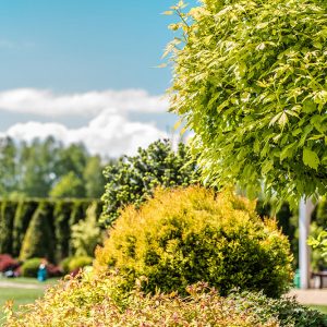 Aménagement avec arbres et buissons(Aménagement paysager Laval) - Entrepeneur général Laval