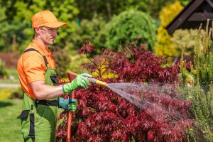 Arrosage-des-plantes (Aménagement paysager Laval) - Entrepeneur général Laval