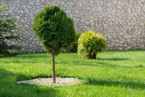 Plante d'arbre (Aménagement paysager Laval) - Entrepeneur général Laval