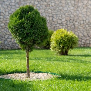 Plante d'arbre (Aménagement paysager Laval) - Entrepeneur général Laval